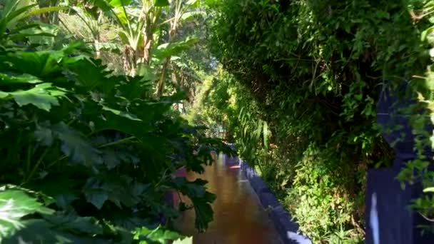 Majorelle Garden, Marrakesch, Marokko. Wandern auf einem Pfad im Schatten der grünen tropischen Flora an einem sonnigen Tag. uhd — Stockvideo