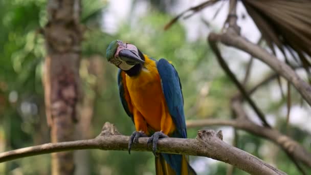 色彩斑斓的阿拉鹦鹉环顾四周，坐在印尼巴厘岛鸟园的一根木树枝上。 Uhd — 图库视频影像