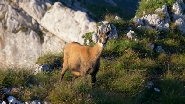 ルーマニアの山々の岩の多い丘の上にあるシャモア(Rupicapra rupicapra) 。ピアトラ・クリウルイ国立公園 — ストック動画