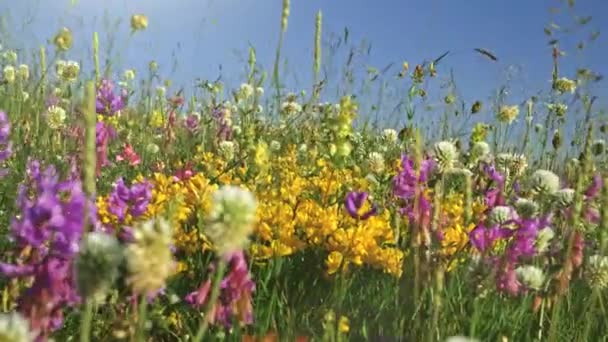 Campo de verão de flores alpinas. Câmera movendo-se através de cor prado alpino. UHD, 4K — Vídeo de Stock