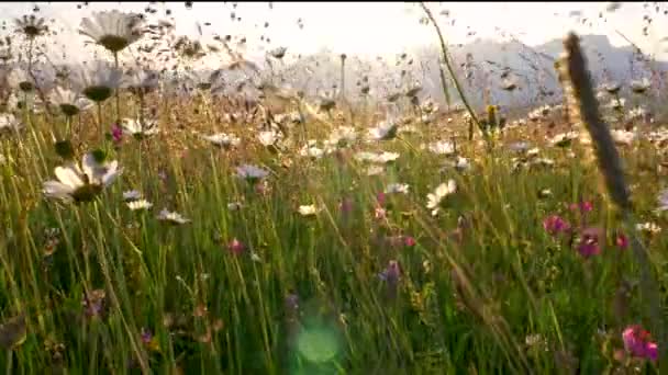 Αλπικό λιβάδι με μαργαρίτα λουλούδια στο ηλιοβασίλεμα. Περπατώντας μέσα από λουλούδι καλοκαίρι λιβάδι τομέα. Σφηνάκι. — Αρχείο Βίντεο