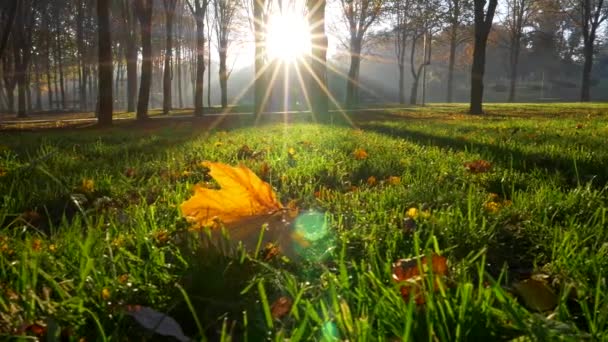Słońce i promienie oświetlają wszystko w jesiennym parku. Żółty liść klonu leżący wśród ciętej zielonej trawy. Stałopozycyjny strzał, 4k — Wideo stockowe