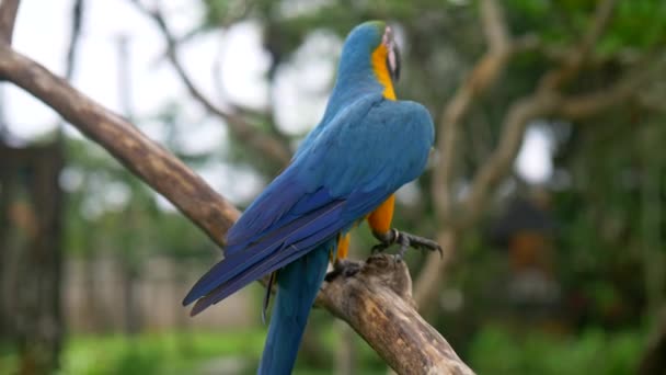 Perroquet bleu et jaune, Bali Bird Park, Indonésie. Un perroquet ara coloré se déplaçant rythmiquement et dansant sur une branche d'arbre. 4K 