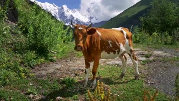 Jolie vache orange debout paisiblement dans une prairie alpine verte. Montagnes enneigées en arrière-plan. Steadicam shot, UHD — Video