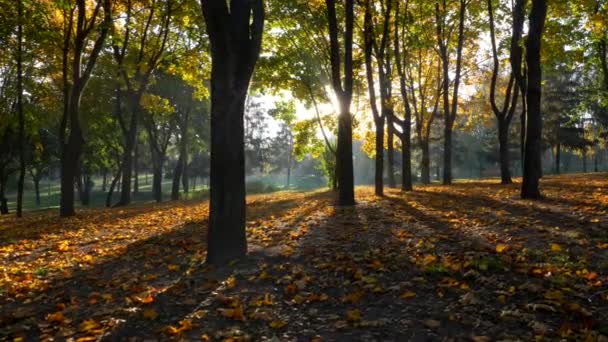 Brillante matinée dans un parc d'automne. Les rayons du soleil traversent les branches des arbres. Le feuillage jaune couvre le sol. Steadicam shot, UHD 