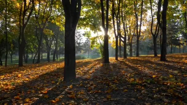 Lysande morgon i en höstpark. Solstrålarna tränger igenom trädgrenarna. Gult lövverk täcker marken. Steadicam skjuten, Uhd — Stockvideo