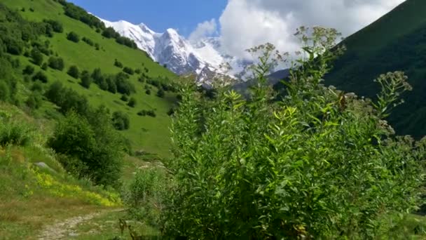 Camino en verdes prados alpinos en las estribaciones de las montañas nevadas del Cáucaso en Georgia. Nubes grises tocando las cimas. Steadicam tiro, 4K — Vídeos de Stock