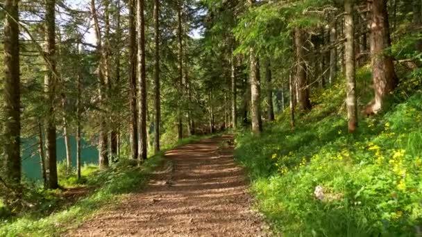 Walking a path in the pine forest by the turquoise colored Black Lake in the Durmitor National Park, Montenegro. Bright sunny day. Green flora and yellow wild flowers are covering the ground — 비디오