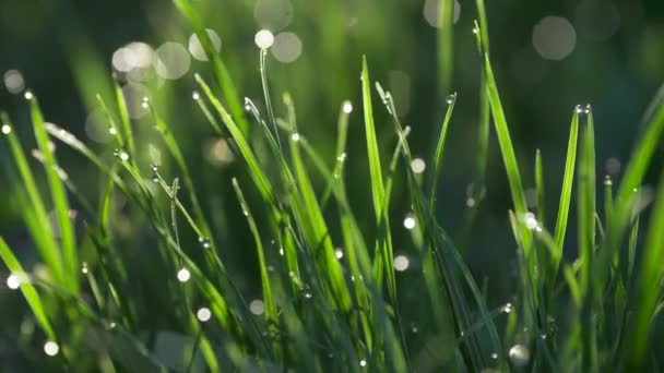 Hojas verdes de hierba ondeando en el viento durante un día soleado brillante. Primer plano de disparo en cámara lenta — Vídeos de Stock