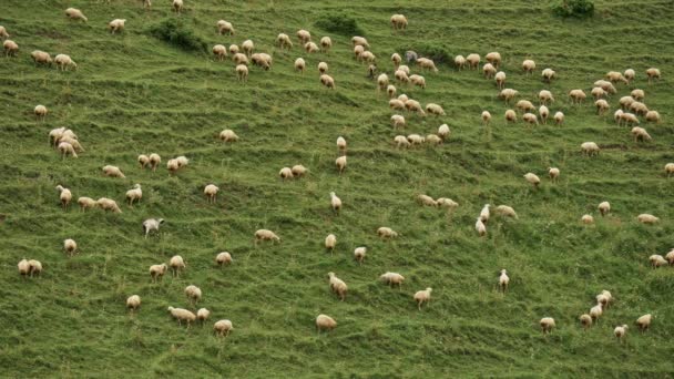 牧草地でふわふわの羊の放牧の数十人が歩き回り、緑の草を食べる — ストック動画