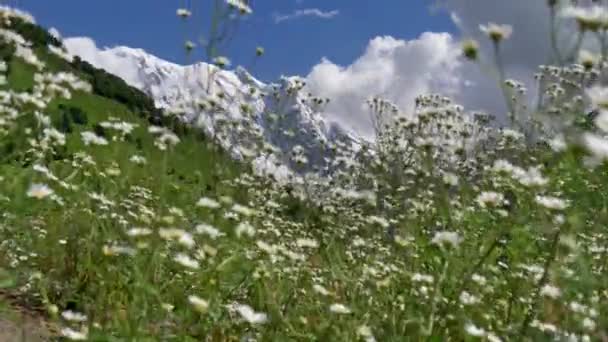 Snowy Caucasus mountains, touched by picturesque gray clouds. Green meadows and forest on the foothills. Daisy wild flowers in the foreground. Crane shot, UHD — Stock Video