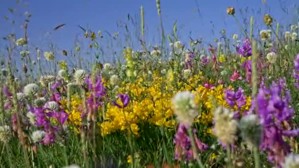 Prados floridos alpinos. Câmera que se move através de flores selvagens coloridas brilhantes em um prado. Amarelo, rosa, roxo, flores brancas e grama verde contra o céu azul. Close-up, UHD — Vídeo de Stock