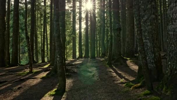 Wandelen in het donkere mysterieuze bos in de ochtend, terwijl de stralen van de zon er doorheen komen, stralend rondom. Steadicam schot, 4k. — Stockvideo