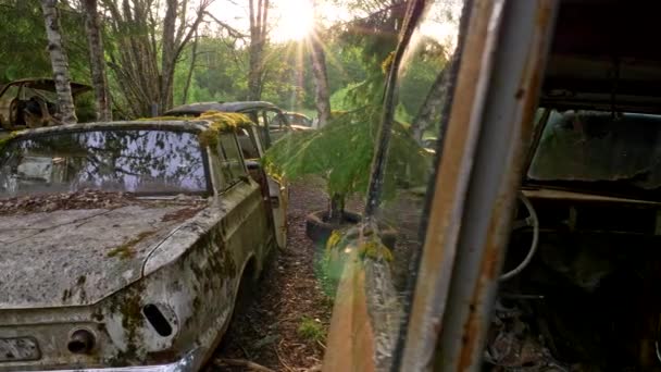 Vigas del sol poniente iluminando el vertedero del coche. Los viejos coches abandonados están cubiertos de suciedad, óxido y musgo verde. Steadicam tiro, 4K — Vídeo de stock