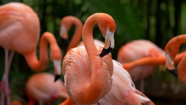 Pink flamingo staring with interest, standing among other flamingos that are walking around. Black and green background. UHD — Stock Video