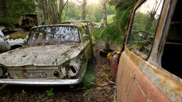 Old abandoned cars covered with rust and moss in a car dump in a forest. The sun is shining through, reaching everywhere with its beams. 4K — Stock Video