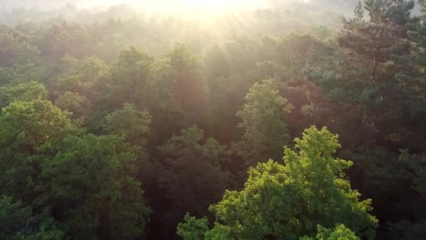 Vliegend over boomtoppen in het bos verlicht met balken van de rijzende zon. Luchtschot, 4k. — Stockvideo