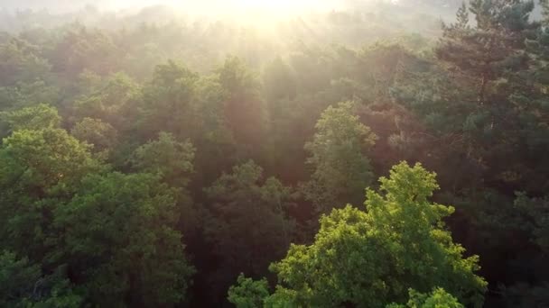 Latanie nad wierzchołkami drzew w lesie oświetlone promieniami wschodzącego słońca. Strzał z powietrza, 4k — Wideo stockowe