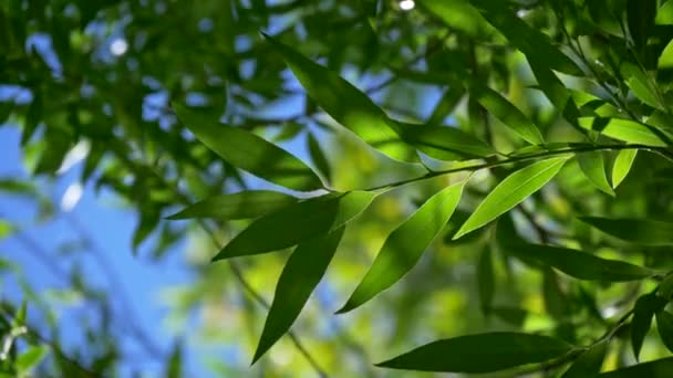 Loof bladeren van verse rijke groene plant, verlicht door fel daglicht en gedeeltelijk bedekt met schaduw, tegen de blauwe lucht. Een beetje zwaaiend in de wind. Uhd — Stockvideo