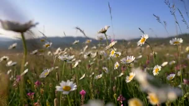 White daisy flowers field meadows. Camera moving through alpine flowering meadows in sunset lights. — Stock Video
