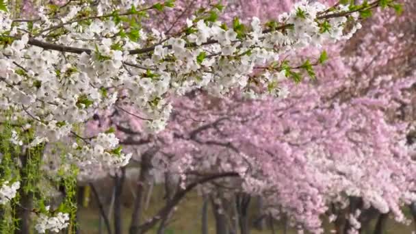 Soul, Jižní Korea. Kvetoucí sakura a břečťan vlnící se ve větru — Stock video