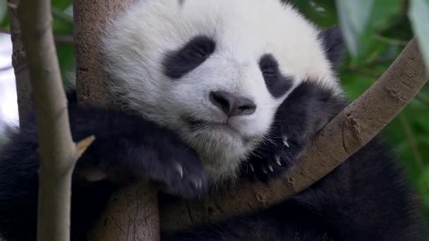 Bebê panda bonito na árvore — Vídeo de Stock