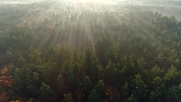 matin atmosphérique pendant le lever du soleil. Caméra se déplaçant au-dessus de la forêt brumeuse. Les rayons du soleil brillent partout. Plan aérien, UHD 