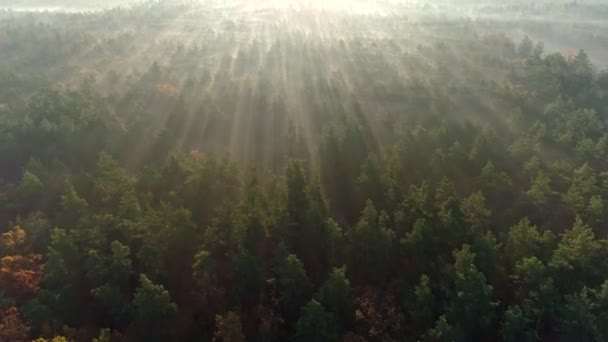 Atmosfärisk morgon under soluppgången. Kameran rör sig ovanför dimmig skog. Solstrålarna lyser överallt. Flygskott, Uhd — Stockvideo