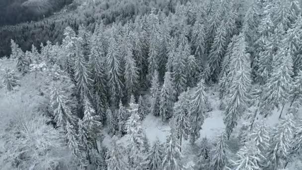 Leć nad świerkiem zimowym i sosnowym lasem. Snowy zimowy krajobraz naturalny. Uhd, 4k — Wideo stockowe