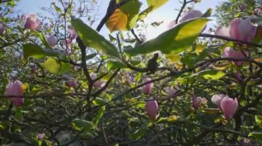 Magnolia blooming tree. Steadicam shot of beautiful blossomed magnolia branch in spring. Magnolia pink flowers in moring sun. 4K