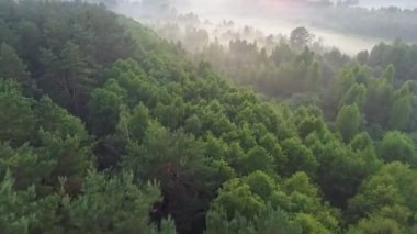 Flying over green mixed spring forest and foggy meadow before sunrise. Young spring greens. High quality shot, UHD