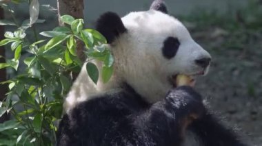 Dev panda bambu yiyor. Yetişkin panda bir ağaca yaslanmış ve yemeğini yiyor. 4k, Uhd