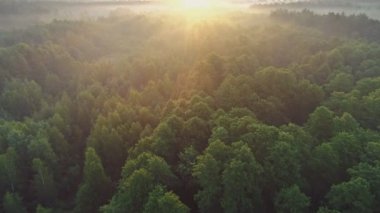 Sabahın erken saatlerinde yeşil ormanın havadan görünüşü. Gün doğumunda yeşil ağaçların üzerinde uçuyor. Sabah güneşi ve sis. Yüksek kalite atış, 4K.