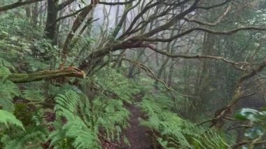 Gizemli sisli orman. İspanya 'nın Tenerife adasındaki Anaga Kırsal Park yağmur ormanlarında sihirli sisli yeşil ormanda yürüyüş yolu. Kanarya adalarında eğreltiotu çalıları ve dönen ağaçlar. Yüksek kalite
