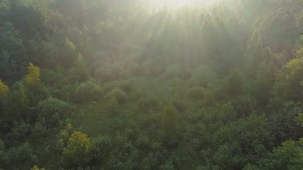 Les rayons du soleil matinaux traversent les branches des jeunes arbres printaniers. Vue aérienne de la forêt verte d'été avec brouillard au lever du soleil 