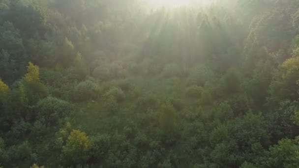Morning rays of the sun break through the branches of young spring trees. Aerial shot of green summer forest with fog in sunrise — Stock Video