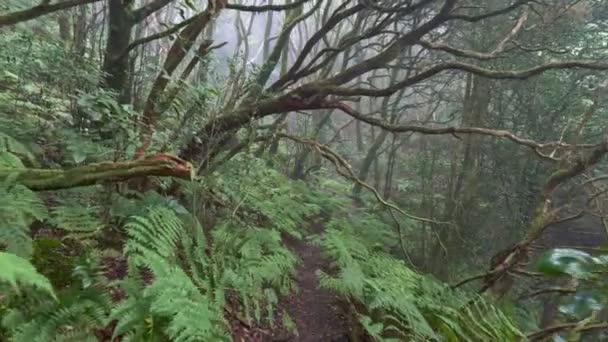 Mysterieus mistig bos. Wandelpad door magisch mistig groen bos in het Anaga Rural Park regenwoud, Tenerife eiland, Spanje. Varen struiken en wervelende bomen in mist op Canarische eilanden. Hoge kwaliteit — Stockvideo
