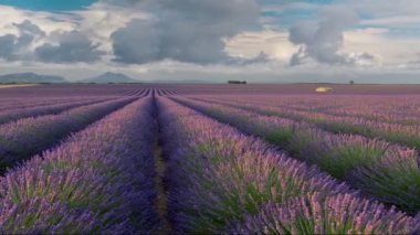 Provence, Fransa 'daki sonsuz lavanta tarlasının panoramik çekimi. Rüzgarda sallanan mor kokulu lavanta çiçekleri. Arkaplanda çalışan bulutlar. Yüksek kalite atış, Uhd, 4K