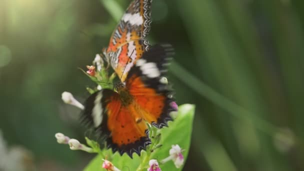 Två fjärilar samlar nektar från en blomma. Fjärilen flyger iväg. Långsam rörelse skott — Stockvideo