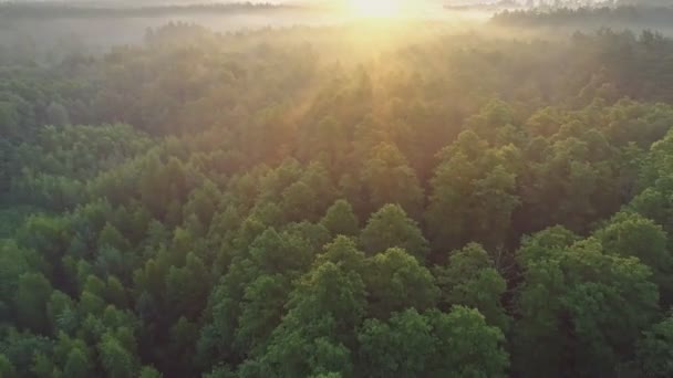 Rychlý let nad tropickým zeleným deštným pralesem. Paprsky vycházejícího slunce se prodírají mlhou a větvemi stromů. Letecký záběr, 4k — Stock video