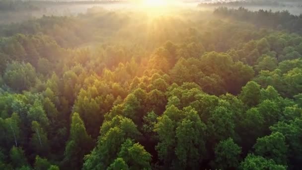 Légi kilátás tavaszi zöld erdő kora reggel. Napkeltekor átrepülnek a zöld fák felett. Reggeli nap és köd. Kiváló minőségű felvétel, 4k — Stock videók