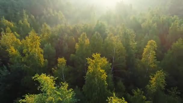 Rayos de la mañana del sol rompen a través de las ramas de árboles jóvenes de primavera. Foto aérea de verde bosque de verano con niebla al amanecer — Vídeos de Stock