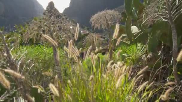 Solnedgång utsikt över Masca dalen och Masca byn på Teneriffa ön, Canary, Spanien. Gimbalt skott, 4K — Stockvideo