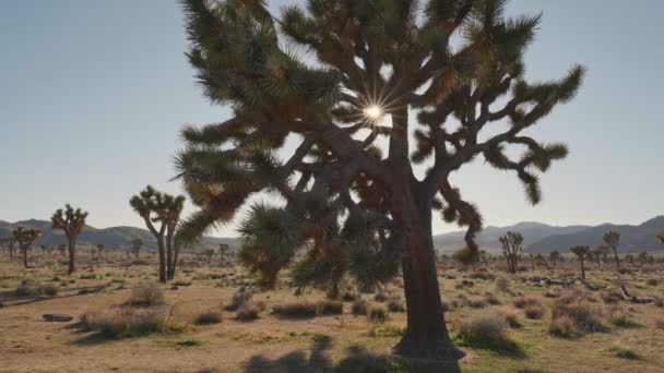 Ο ήλιος διαπερνά τα κλαδιά του δέντρου Joshua στο εθνικό πάρκο δέντρων Joshua. Σφηνάκι Steadicam — Αρχείο Βίντεο