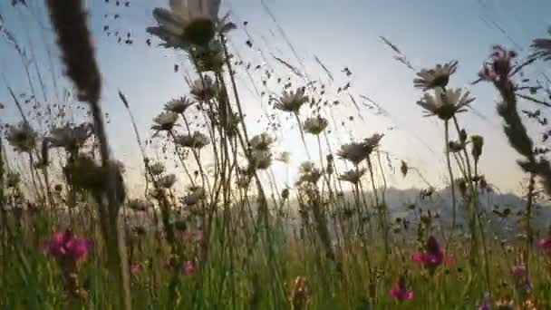 Pole květin v západu slunce. Kamera se pohybuje květnatou loukou se sedmikráskami a dalšími alpskými květinami. Záběr steadicamu — Stock video