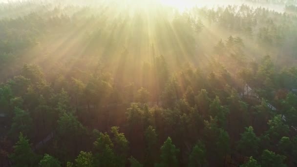 Solens morgonstrålar bryter igenom träden i en tallskog. Flyger över skogen, skog på morgonen dimma. Flygbild — Stockvideo