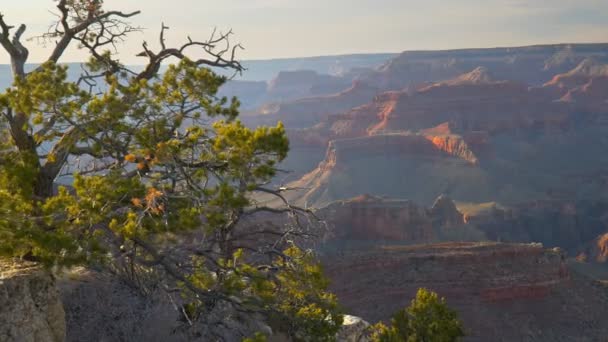 A câmera se move de trás de uma árvore onde uma vista deslumbrante do Grand Canyon se abre. Os raios de sol iluminam rochas vermelhas no Grand Canyon. Steadicam, 4K — Vídeo de Stock