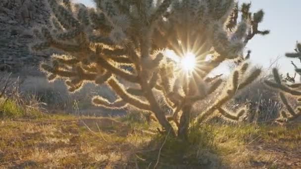 Kamera porusza się wzdłuż krzewów i drzew w parku narodowym Joshua Tree. Słońce łamie gałęzie Joshua drzewo w Joshua drzewo narodowym parku. Stabilny strzał — Wideo stockowe