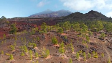 Yeşil çam ağaçları ve volkanik kahverengi toprağın üzerinde uçuyorlar. Arka planda volkan patlaması var. Volkanik manzaranın Teide Ulusal Parkı, Tenerife, Kanarya Adaları, İspanya
