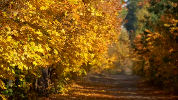 Herbst im Wald. Vergilbte Blätter fallen langsam. Heiterer Waldweg im Hintergrund. Zeitlupenschuss — Stockvideo